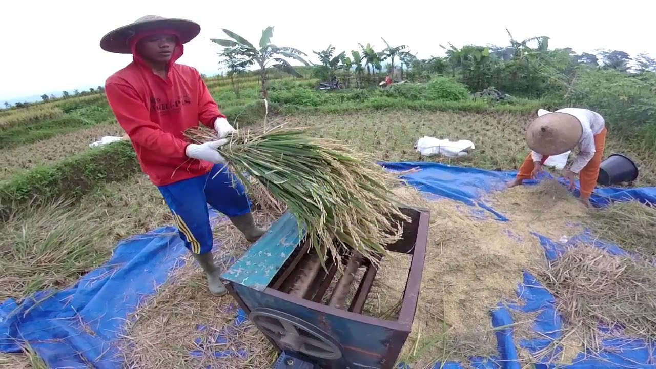 Keunggulan Alat Perontok Padi Manual, Efisiensi Penggunaan