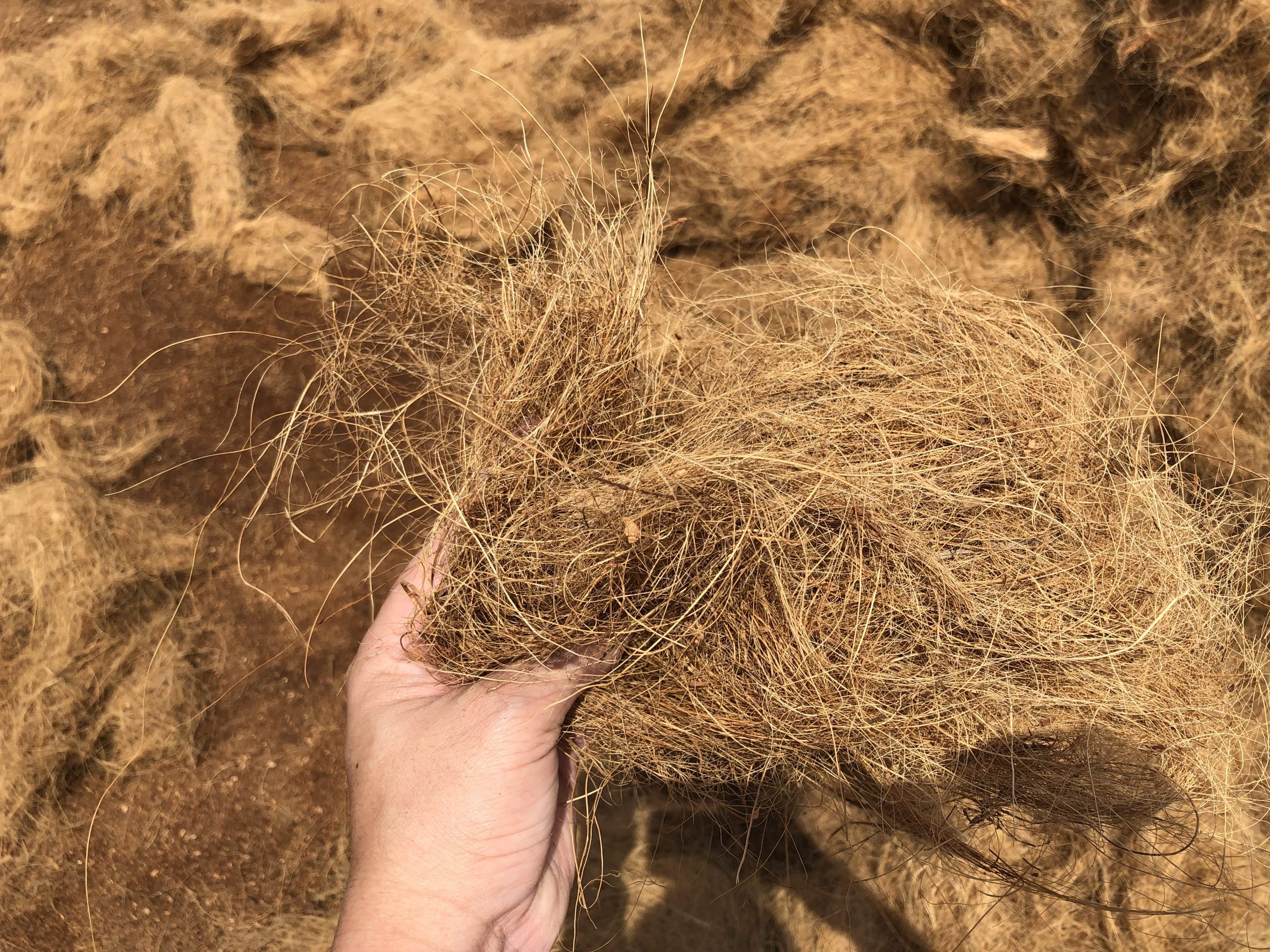 Manfaat dan Kelebihan Cocofiber dalam Pertanian Organik