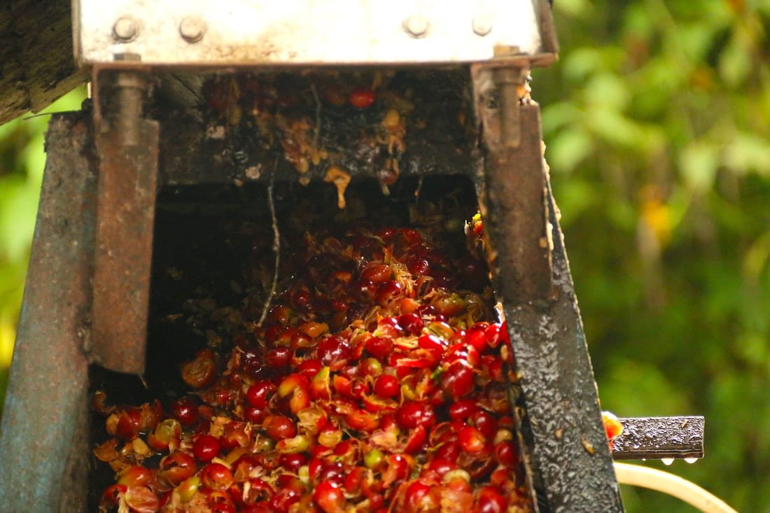 Cara Pulping Kopi Manual, Praktis Tanpa Mesin, Hasil Maksimal