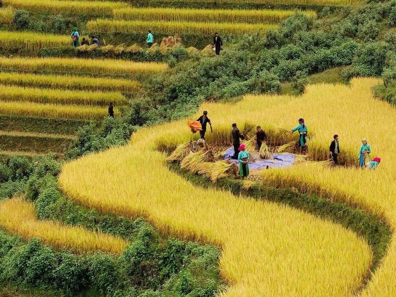 Efisiensi Panen Padi Skala Besar dengan Combine Harvester