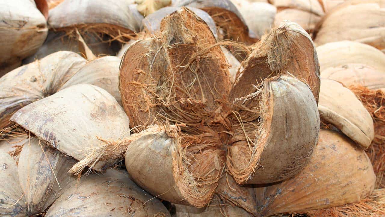 Serat Sabut Kelapa Alami Multifungsi