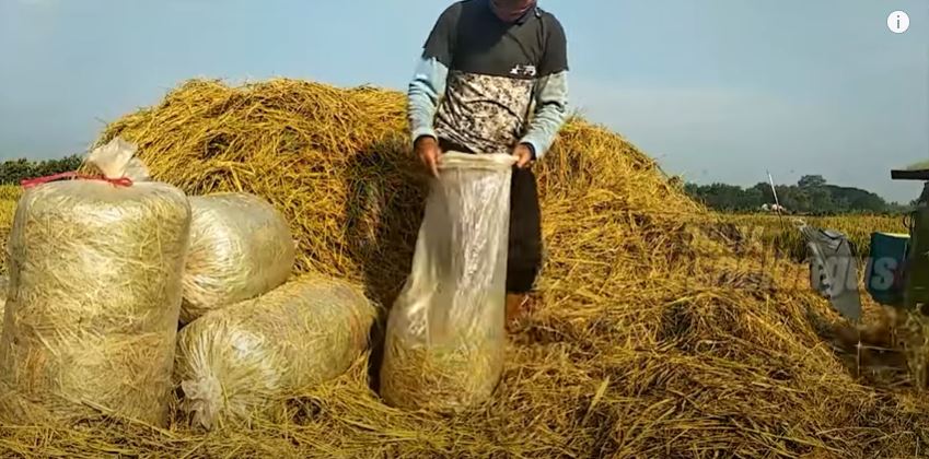 cara buat fermentasi jerami sistem tertutup