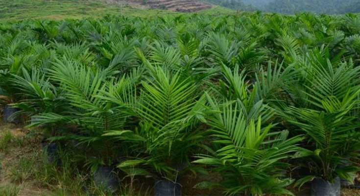 Bibit Kelapa Sawit Unggul dan Cara Memilih Serta Merawat Agar Hasil Panen Optimal