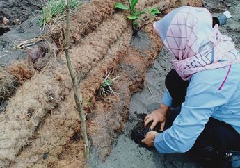 Sabut Kelapa untuk Restorasi Hutan Bakau Muda: Penyelamat Pesisir yang Alami