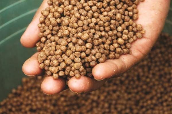 Cara Produksi Pakan Ikan Apung Hemat Biaya