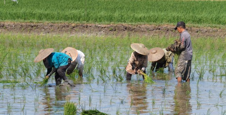 Penyebab Bibit Padi Tumbuh Tidak Merata dan Cara Mengatasinya