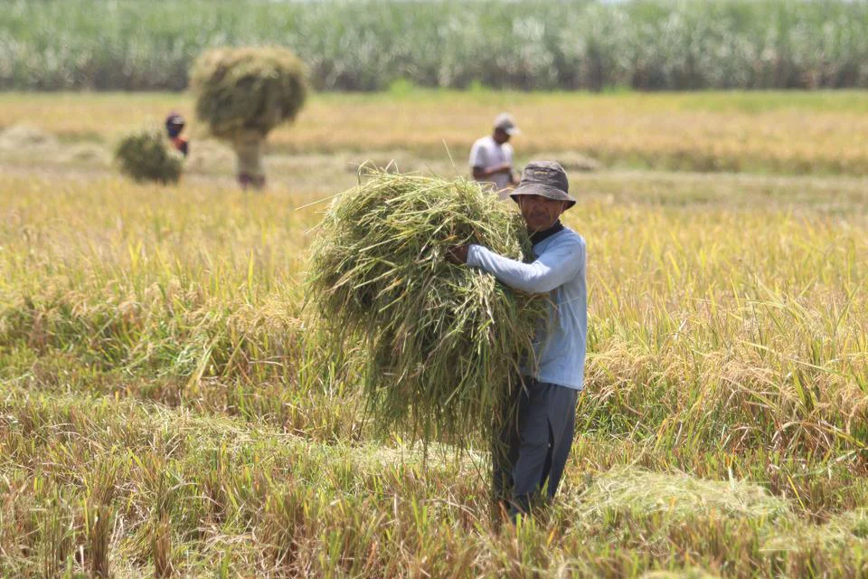 Solusi Mengatasi Gabah Tertinggal pada Jerami untuk Memaksimalkan Hasil Panen