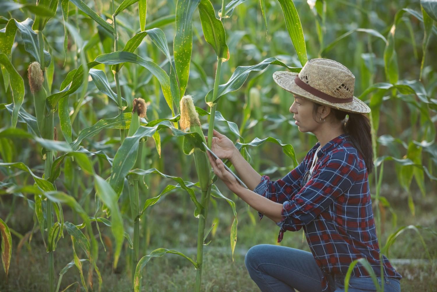 Alat Bantu Pascapanen Jagung untuk Hasil Lebih Berkualitas