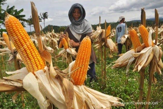 Cara Menghemat Biaya Pascapanen Jagung agar Usaha Lebih Menguntungkan