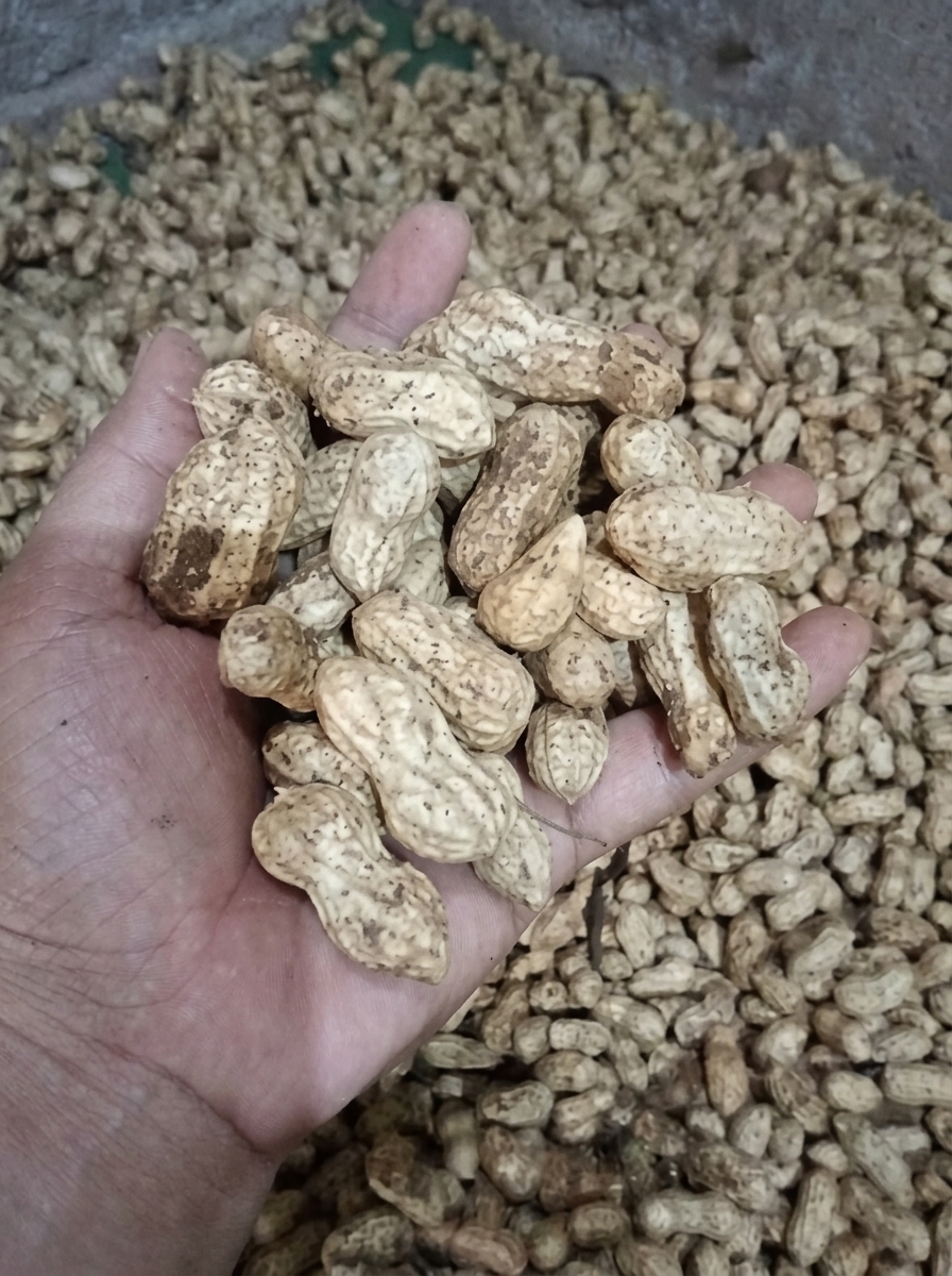 Cara Membersihkan Kacang Tanah dengan Mudah dan Tepat