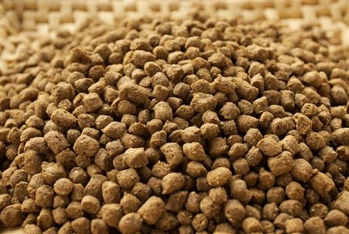 Pelet Apung atau Tenggelam untuk Nila, Mana yang Sesuai?