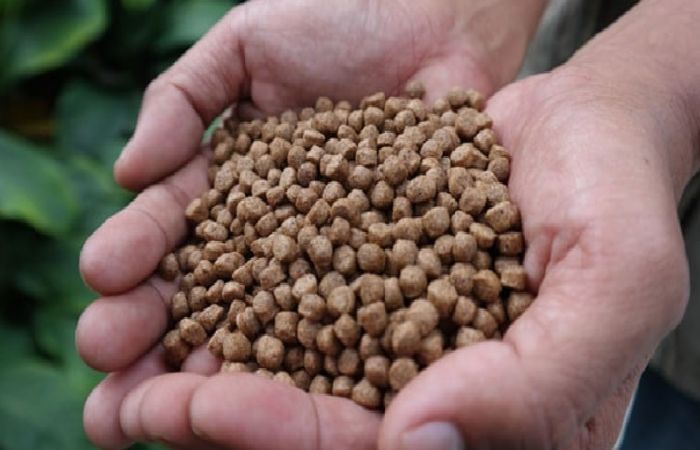 Formula Pakan Lele dari Bahan Lokal untuk Menekan Biaya