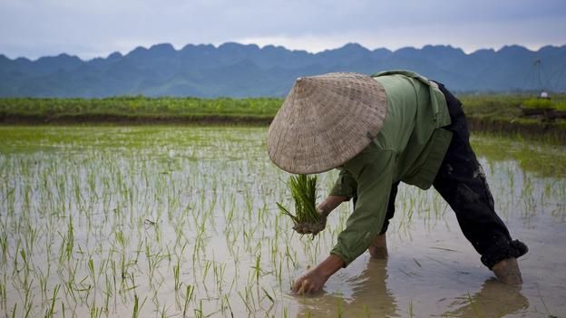 persiapan lahan sawah untuk tanam