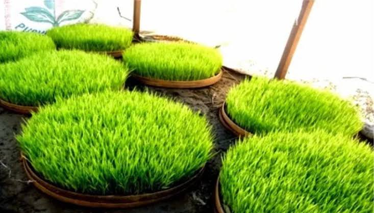 Tantangan Menyiapkan Bibit Padi Serentak